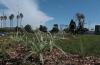 El pasado 6 de mayo, se realizó la plantación del cantero central ubicado a la entrada del Cerro
