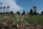 El pasado 6 de mayo, se realizó la plantación del cantero central ubicado a la entrada del Cerro