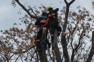 Cronograma de planificación de arbolado y podas 2026 para el Municipio A