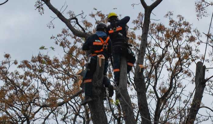 Cronograma de planificación de arbolado y podas 2026 para el Municipio A